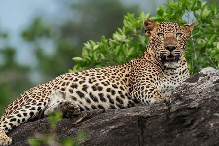 Wilpattu National Park Private Safari