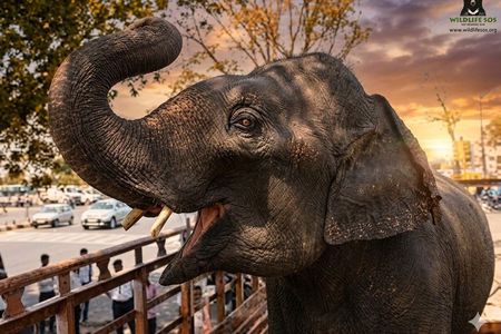 Same day Tajmahal tour with SOS Elephant/Bear wildlife Sanctuary