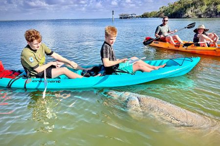 Dolphin and Manatee Paddleboard Tour
