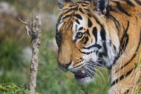 Ranthambore Tiger Safari from Jaipur – 1 or 2 Days