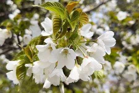 Kyoto Satoyama Cycling with Lunch and English Guide