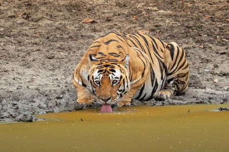 Ranthambore Tiger Safari Day Tour from Jaipur