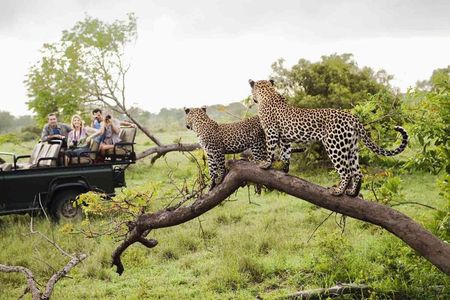 Full-Day Pilanesberg National Park Safari from Johannesburg