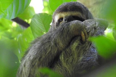 Manuel Antonio National Park Guided Wildlife Tour