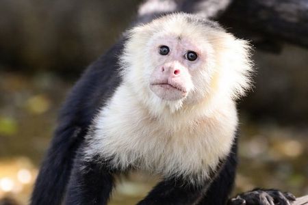 Palo Verde Wildlife Safari : Boat Tour & Traditional Lunch