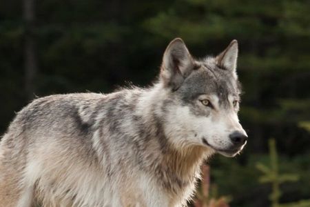 Banff: Twilight Wildlife-Alpine Lakes: Special Sunset Safari Tour