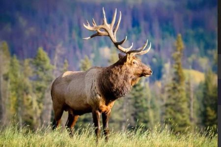 Banff: Twilight Wildlife-Alpine Lakes: Special Sunset Safari Tour