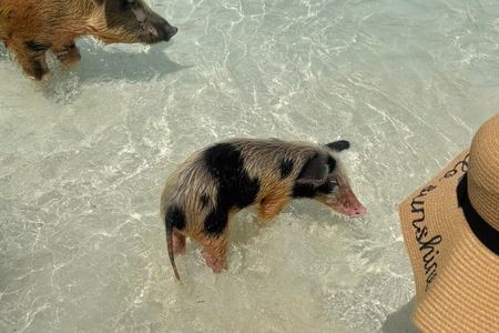 Fast Track Swimming Pigs Encounter