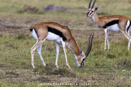 7-Day Samburu, Maasai Mara, L Nakuru, Lake Naivasha Hell's Gate