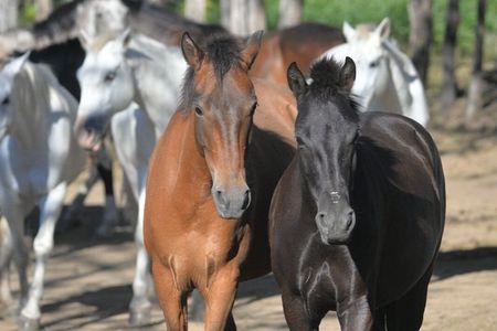 Epic Cloud Forest Horseback Riding Adventure in Boquete
