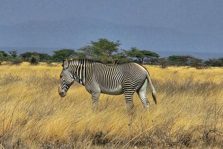 6 Days Safari Masai Mara Naivasha Amboseli Adventure