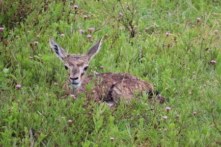 6 Days: Samburu Park, Lake Nakuru Park, Maasai Mara N Reserve