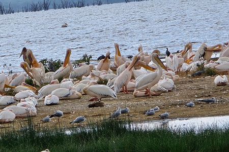 4 Day Masai Mara and Nakuru Flamingos Safari Experience