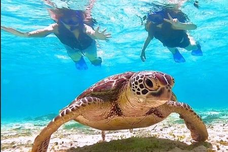 Guided Snorkel With Sea Turtles Green Island + Rum Punch + Snack