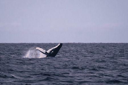 Tromsø Whale & Orca Safari – All-Inclusive (Max 50 pax)