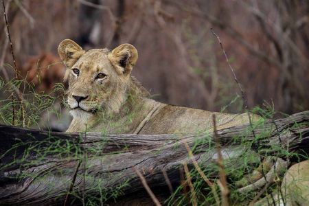 One Day Akagera National Park Big Five Safari