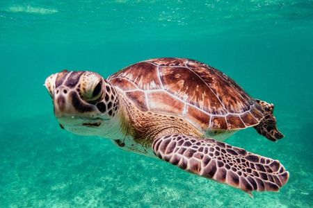 3 in 1 Experience in Tulum