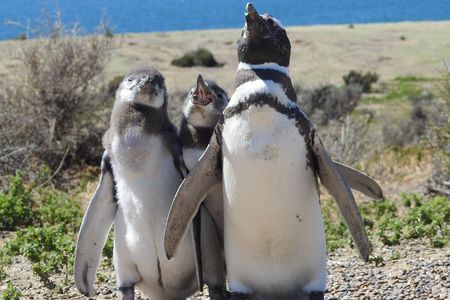 Animal watching in Punta Tombo and Isla Escondida