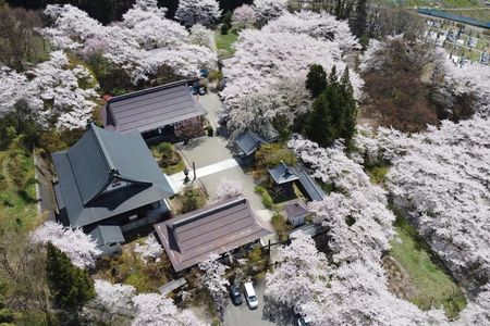 Cherry Bllossom & Snow Monkey Half-day Private Tour