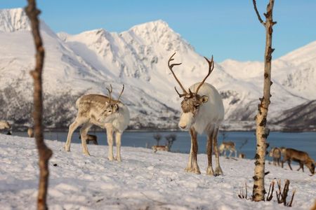 Arctic Fjords and Coastal Landscapes Road Trip