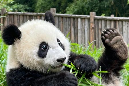 VIP Pandas & Leshan Buddha Private Tour by Bullet Train