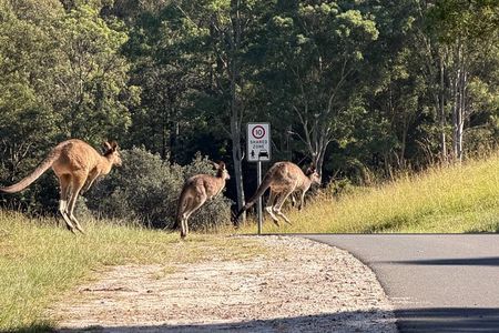 South Coast Private Tour with Wild Kangaroo -pick up&drop off