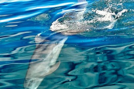 Whale Watching with Snorkeling and Fishing in Puerto Jiménez