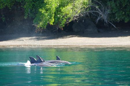 Whale Watching with Snorkeling and Fishing in Puerto Jiménez