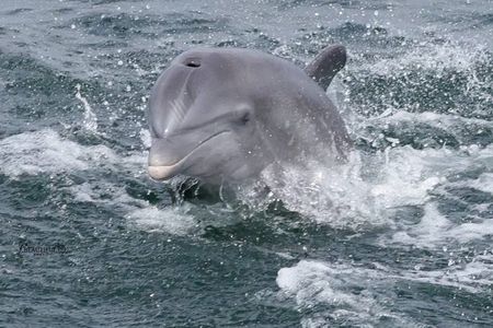 Frisky Dolphin Sightseeing Bay Cruise in Pensacola Beach