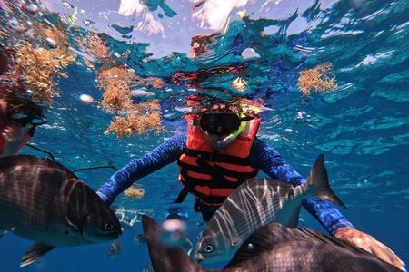Shared Snorkeling Tour Playa El Cielo in Cozumel