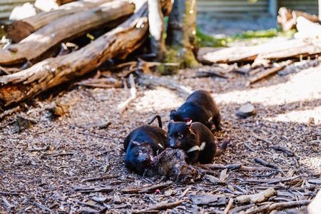 After Dark Tasmanian Devil Feeding Tour at Cradle Mountain