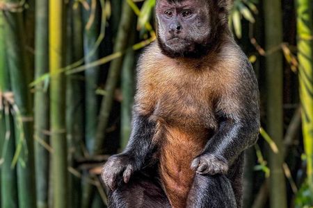 Rio: Pedra Bonita Hike – Wildlife, Waterfall & Iconic Views