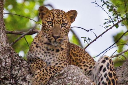 From Anuradhapura : Wilpattu 12hrs Full-Day Safari