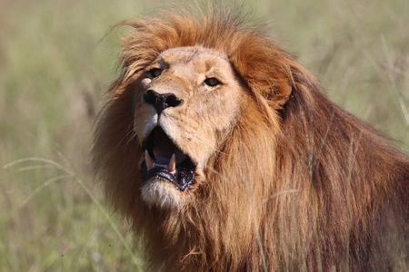 Full-Day Addo Park & Schotia Reserve (Open 4x4 Vehicle)