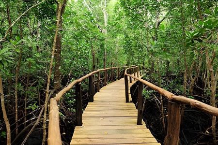 Zanzibar: Jozani Forest, Kuza cave, Salaam cave & Rock Restaurant