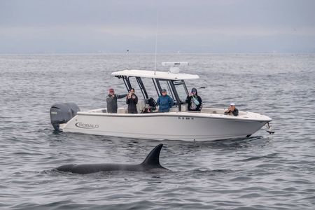 Luxury 3‑Hour Whale Watching Experience
