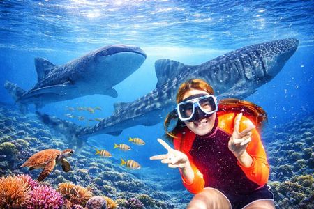 Cebu: Oslob Whale Sharks, Tumalog Falls and Sardines Snorkeling