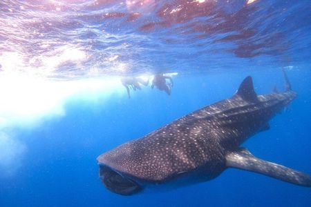 Swim with whale sharks on a private tour