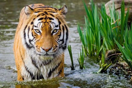 4-Day Golden Triangle Tour with Ranthambore Safari from Delhi