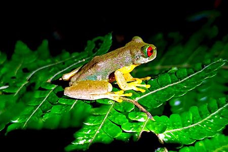Small-Group Night Tour in Monteverde’s Cloud Forest