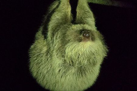 Monteverde Cloud Forest Night Wildlife Experience