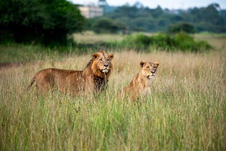 3 Day Maasai Mara Safari Big Five and Maasai Village Visit