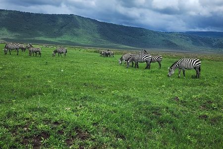 4-Days Tour to Tanzania National parks