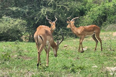 4-Days Tour to Tanzania National parks