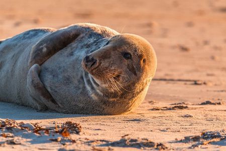 Wellfleet Harbor Seal Cruise Small Group Boat Tour on Cape Cod