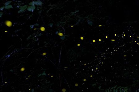 Sandakan Mangrove Fireflies Dinners Tastings and Cruise
