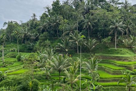Ubud: Monkey Forest, Rice Terrace and More Include Ticket