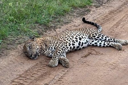 Yala National Park Full Day Safari with Jeep and Guide