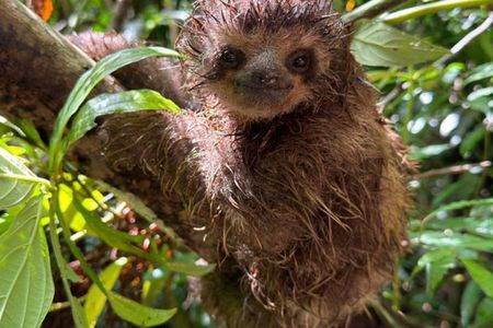 Tijuca Forest: Secret Waterfalls, Cave and Wildlife