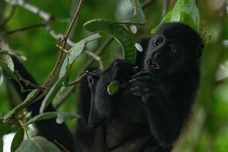 8 Hour Experience in Corcovado National Park